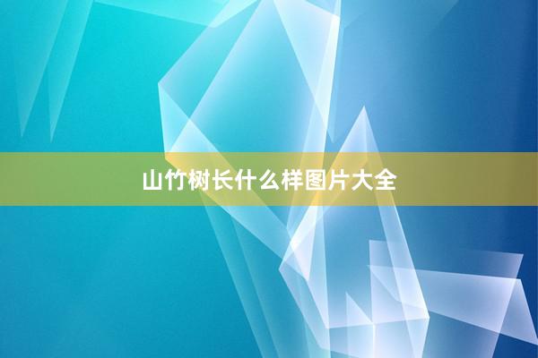山竹树长什么样图片大全